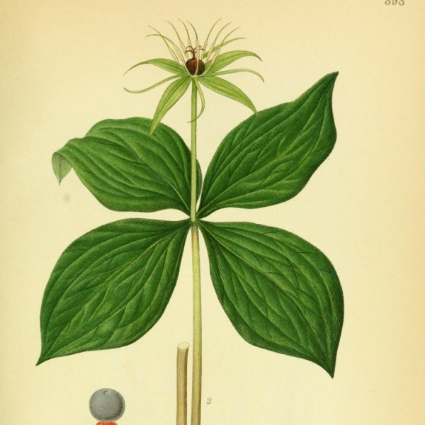 Вороний глаз раскраска для детей
