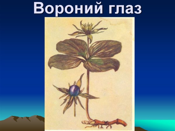 Вороний глаз ядовитое растение рисунок
