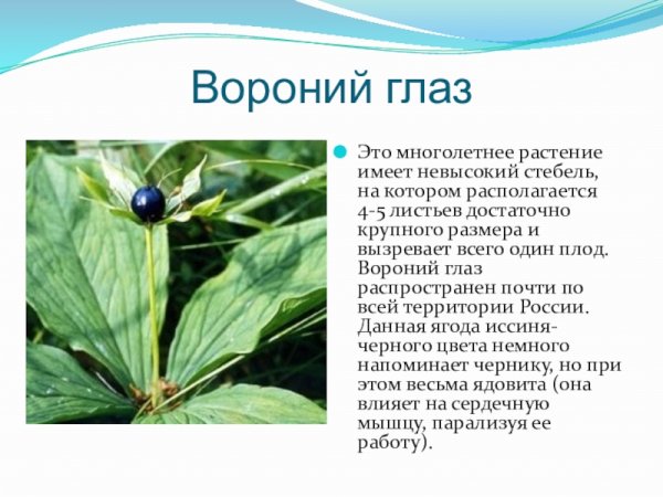 Опасные растения Вороний глаз