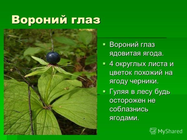 Вороний глаз для детей