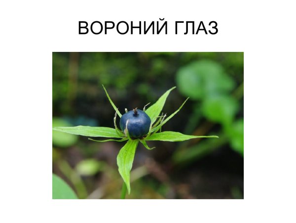 Вороний глаз систематика