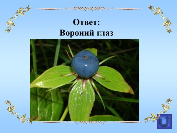 Вороний глаз жилкование