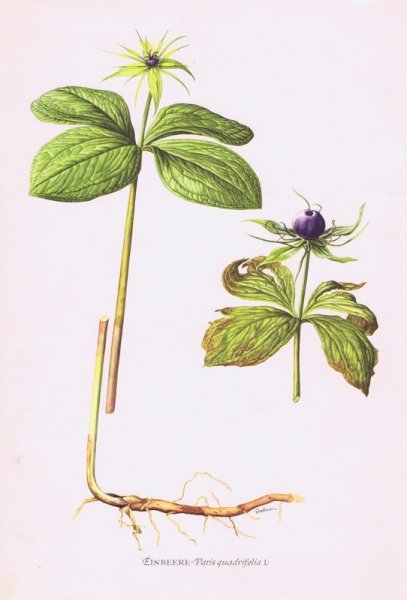 Вороний глаз ягода раскраска