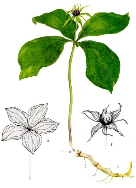 Ядовитое растение Вороний глаз нарисовать