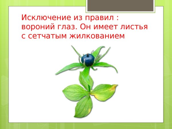 Вороний глаз растение разукрашка