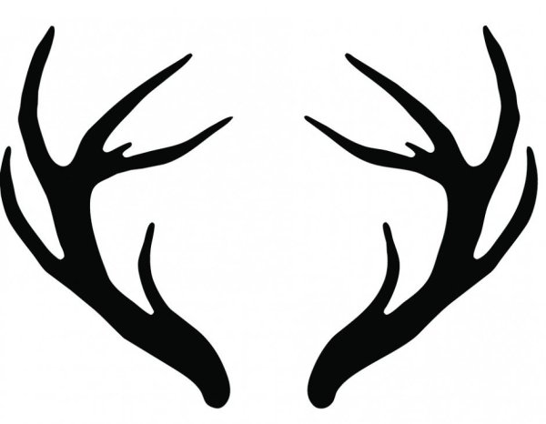 Рога оленя
