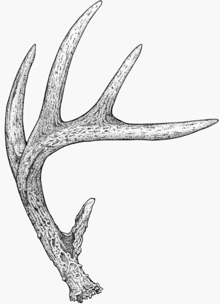 Оленьи рога нарисовать