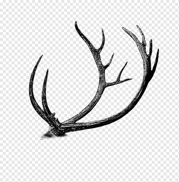 Рога оленя сбоку вектор