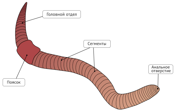 Схема строения кольчатых червей