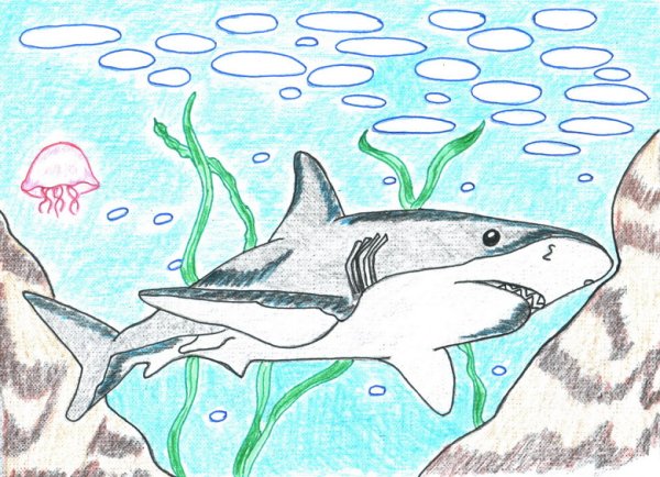 Л Н толстой акула