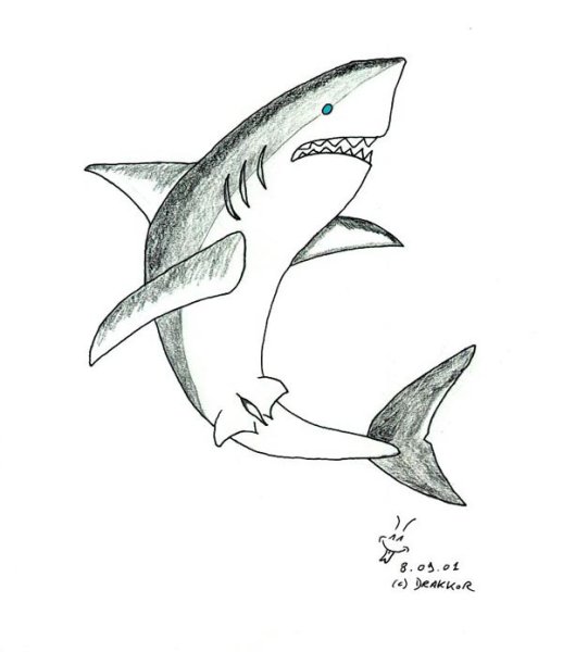 Акула иллюстрация