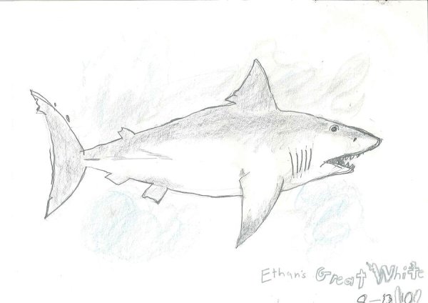 Рисунок акулы в тетради