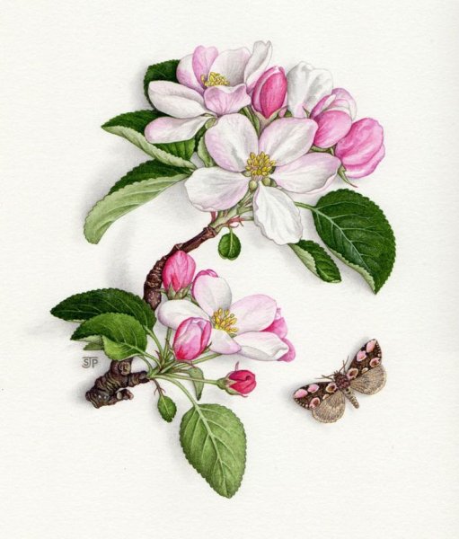 Яблоневый цвет Ботанические иллюстрации
