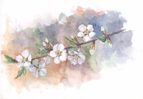 Яблоневые цветы акварель