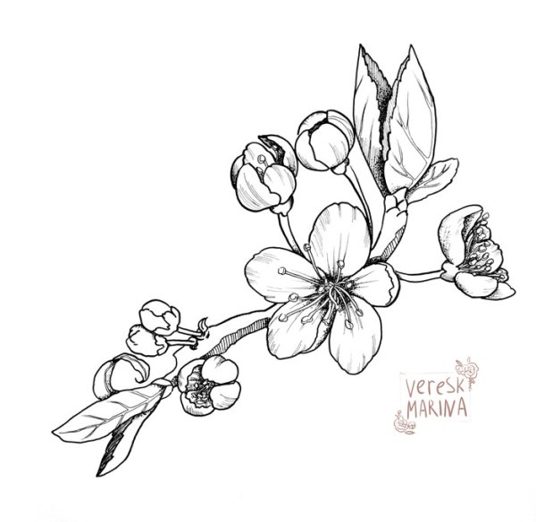 Ветка яблони