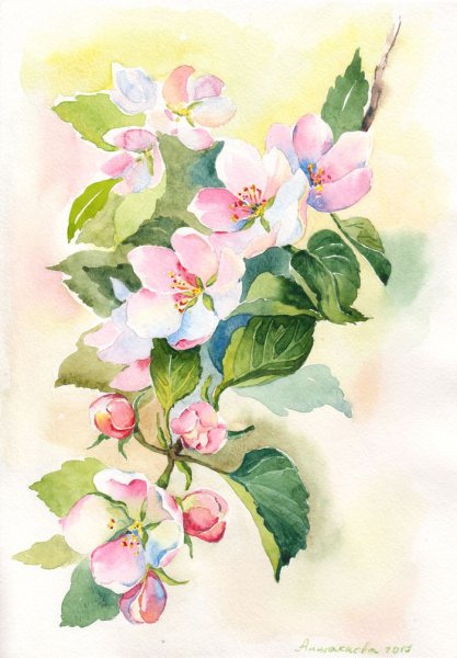 Ветка яблони акварель