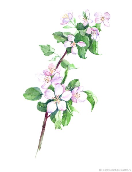 Ветка яблони