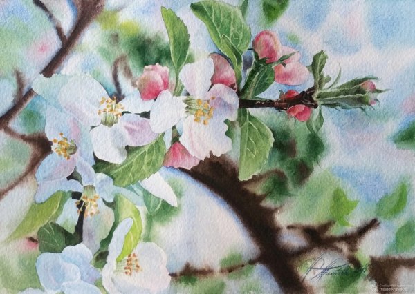 Акварели Светланы Курашовой яблоня