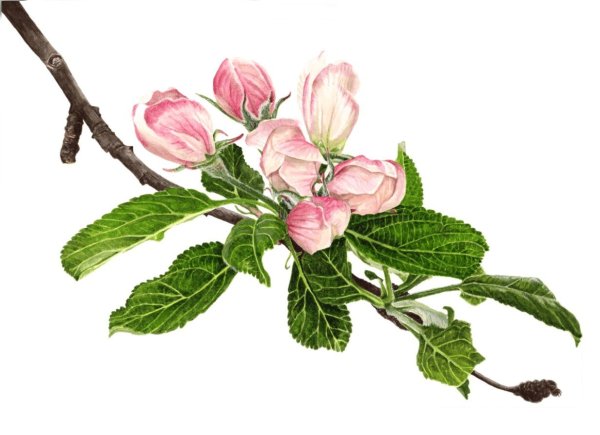 Ботанические акварели Anna Mason