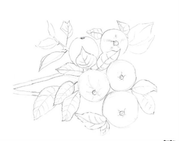 Ветка яблони карандашом