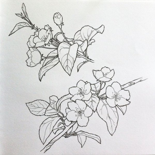 Цветы яблони эскиз