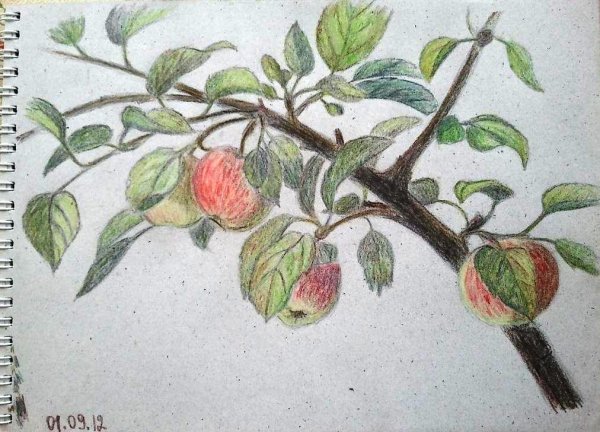 Рисование ветка яблони