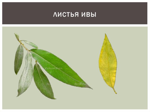 Листья ивы ниппонской