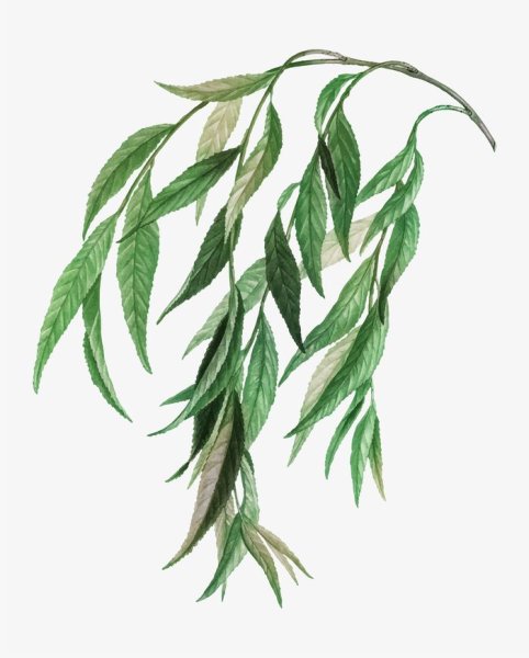 Ветка плакучей ивы