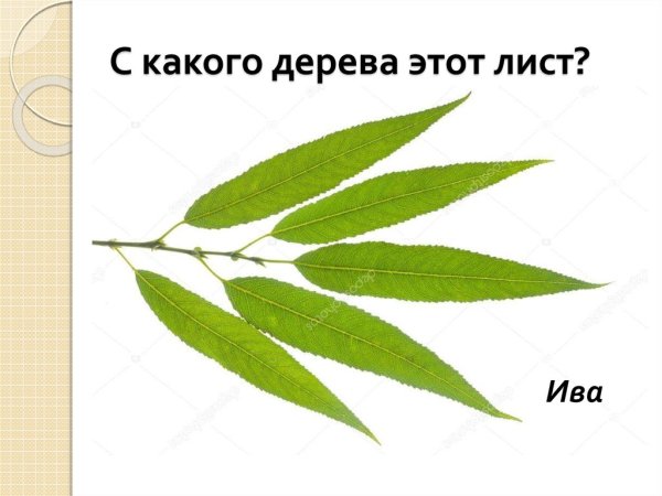С какого дерева лист