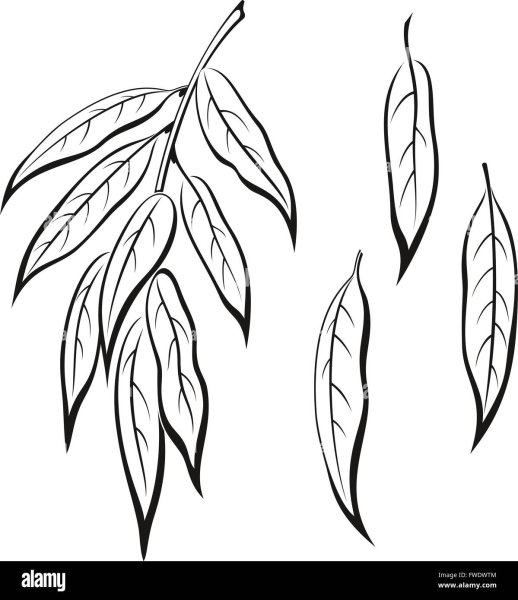 Лист ивы раскраска