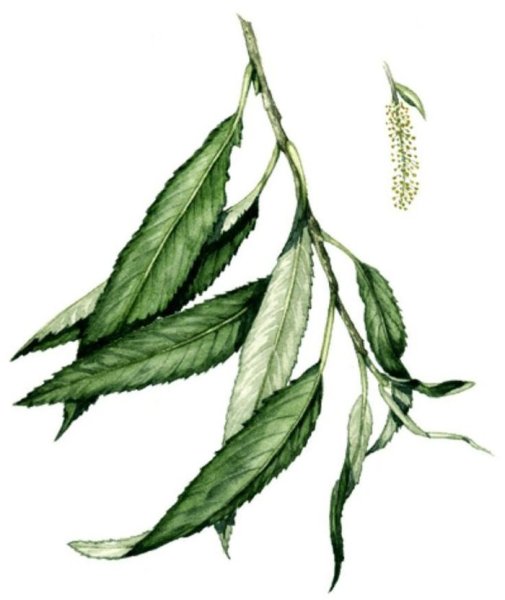 Плакучая Ива листья