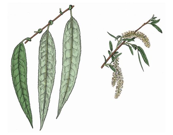 Ива и ивовый лист