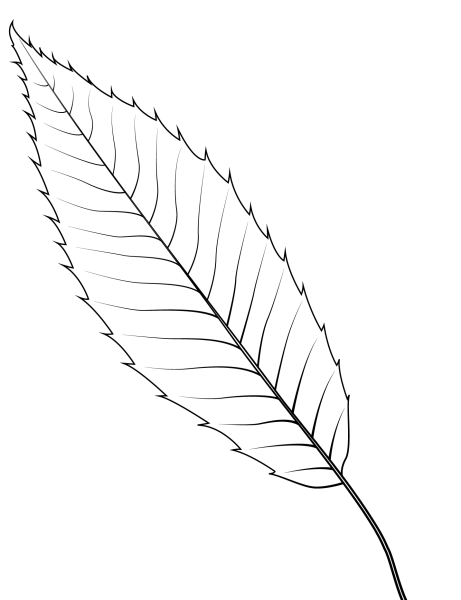 Трафарет листьев ивы