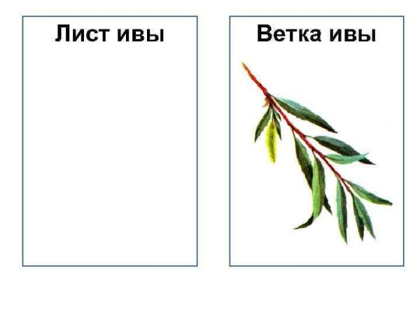 Строение листа ивы