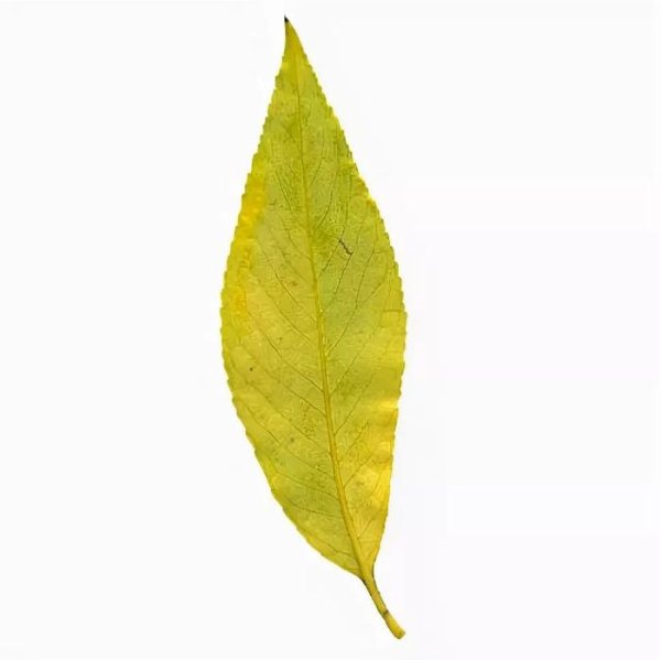 Ивовый лист