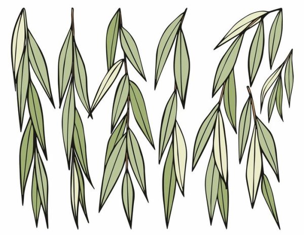 Орнамент ветка ивы