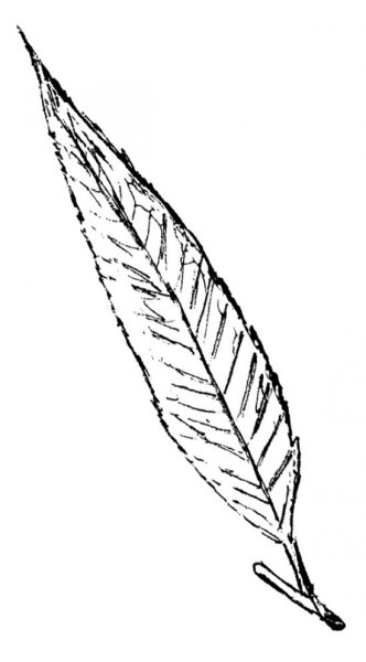 Лист ивы