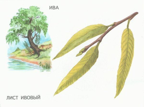Лист ивы рисунок