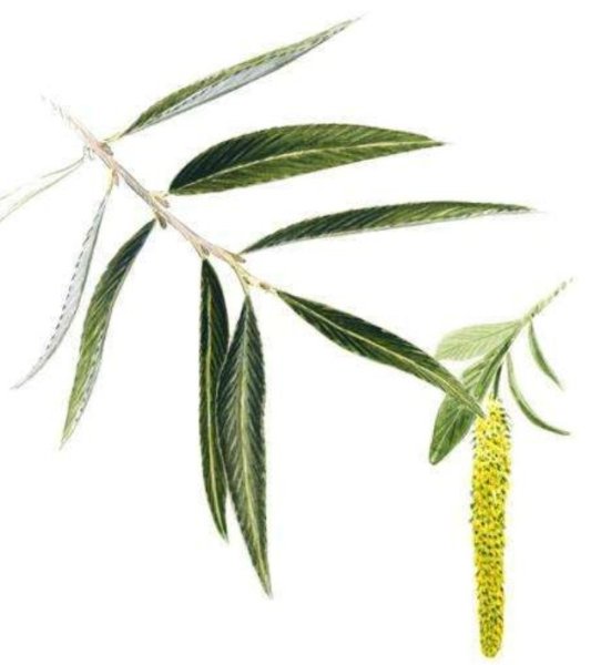 Ветла Ботаническая иллюстрация