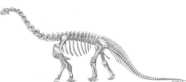 Камаразавр скелет