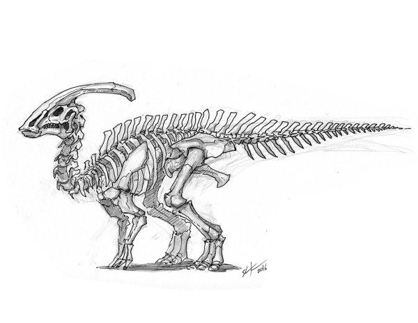 Скелет паразауролофа