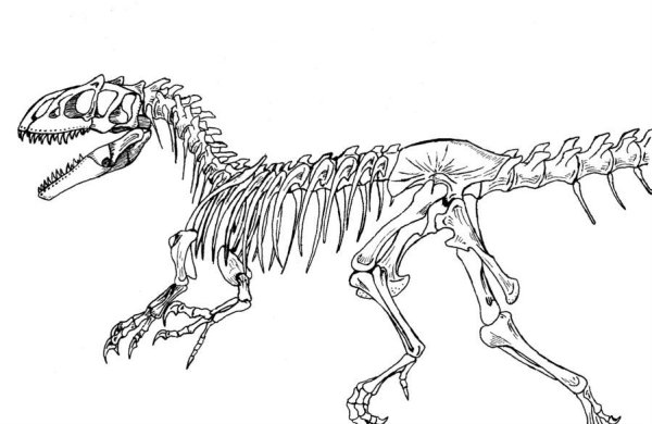 Скелет индораптора сбоку