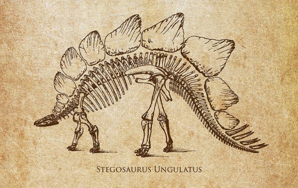 Стегозавр окаменелости