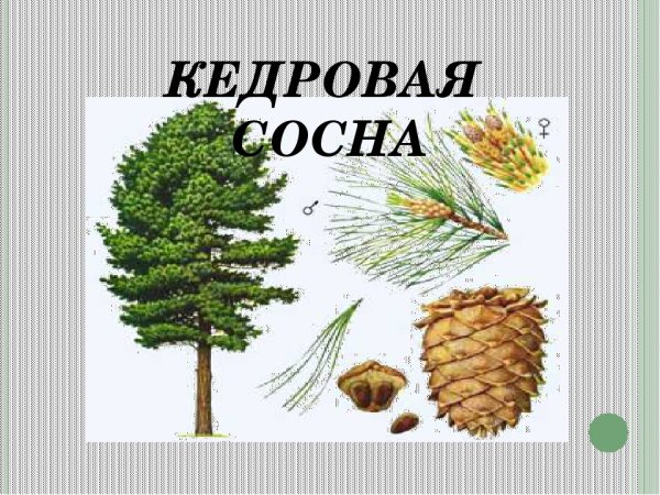 Сосна Сибирская хвоинки