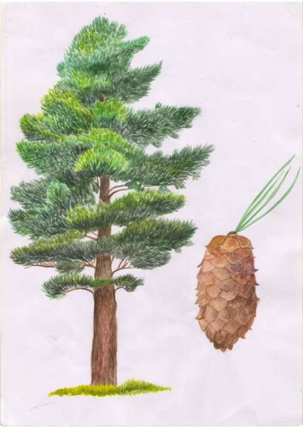 Сосна Кедровая Сибирская нарисовать
