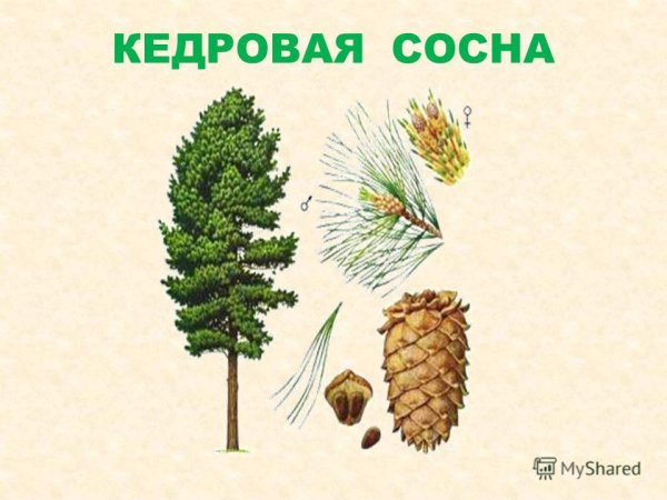 Плоды кедровой сосны