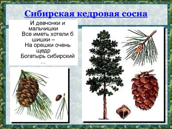 Сосна Сибирская хвоинки