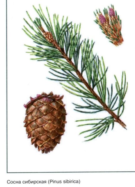 Сосной сибирской (Pinus sibirica)