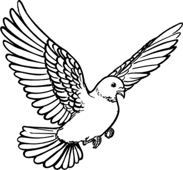 Голубь летит