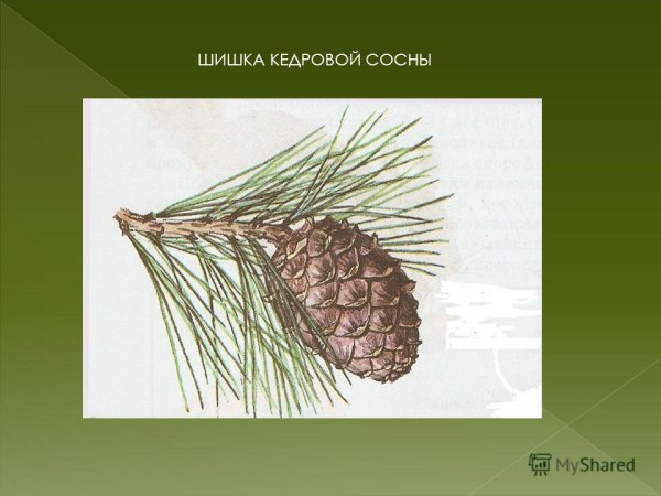 Хвоинки сосны Кедровки